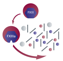 FXIII Role in Coagulation