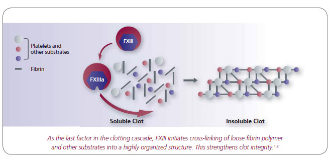 The role of FXIII in coagulation